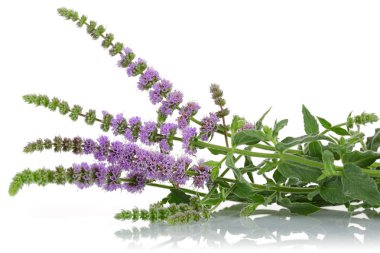 Beyaz izole yaprakları ile Nane çiçekleri