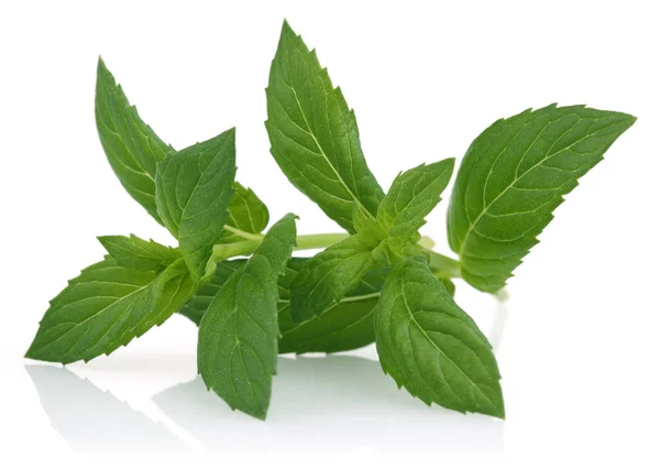 Hojas frescas de menta aisladas en blanco — Foto de Stock