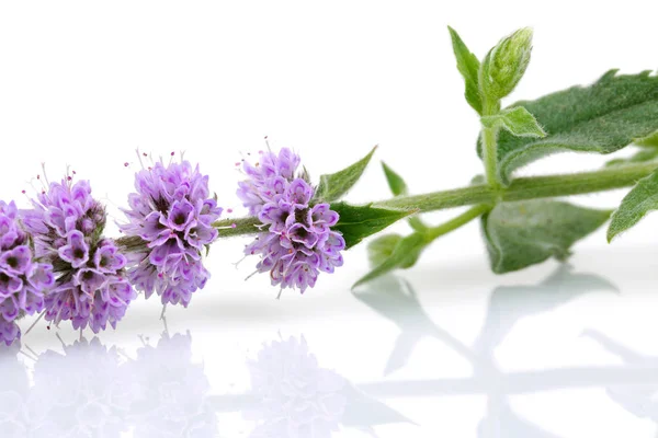 Mint flowers with leaves isolated on white