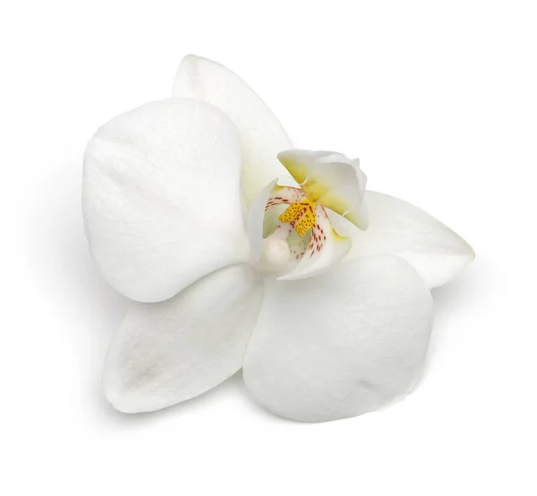 Singolo fiore bianco del orchid isolato su bianco — Foto Stock