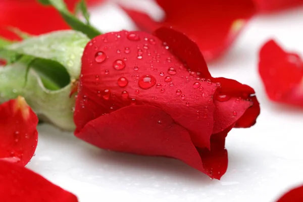 Rosa rossa con petali e goccia d'acqua isolata — Foto Stock