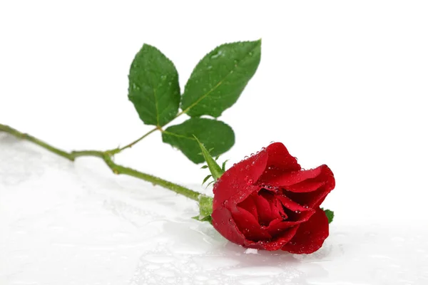 Rose rouge avec feuilles et goutte d'eau isolée — Photo