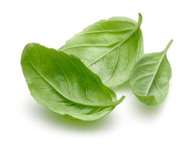 Yeşil fesleğen beyaz izole yaprakları