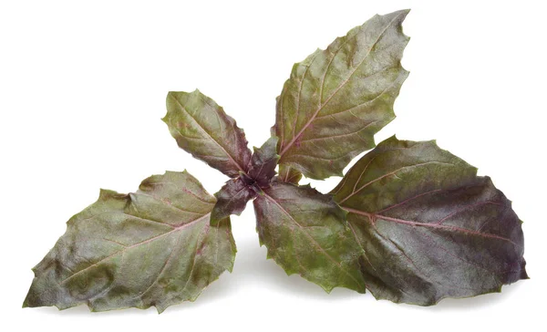 Folhas de manjericão roxo isoladas em branco — Fotografia de Stock