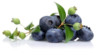 Olgunlaşmamış ve olgun yaban mersini yaprakları izole