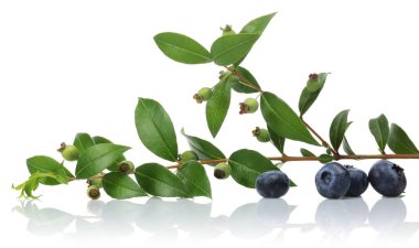 Unripe and ripe blueberries with leaves isolated clipart