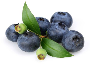 Olgunlaşmamış ve olgun yaban mersini yaprakları izole