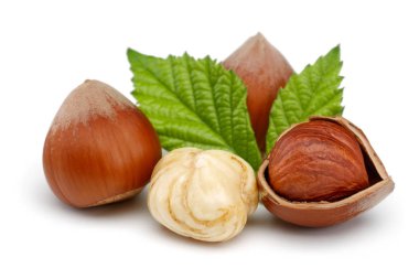 Yeşil yapraklı bir grup fındık izole