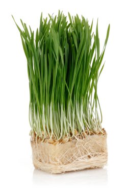 Beyaz üzerinde izole yeşil buğday lahanası