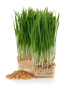 Buğday taneleri izole yeşil buğday filizi ile