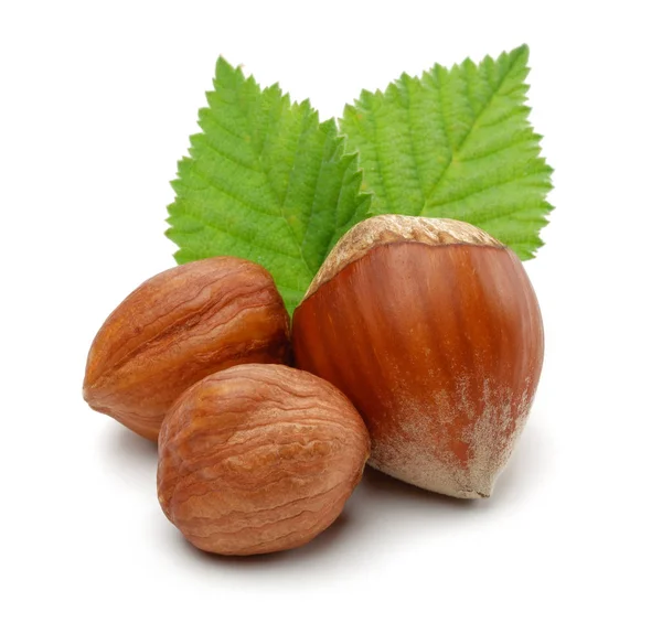 Yeşil yapraklı bir grup fındık izole