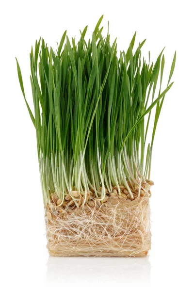 Beyaz üzerinde izole yeşil buğday lahanası