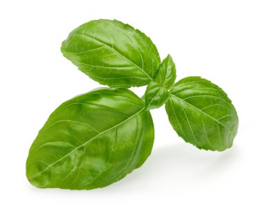 Yeşil fesleğen beyaz izole yaprakları