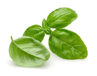 Yeşil fesleğen beyaz izole yaprakları