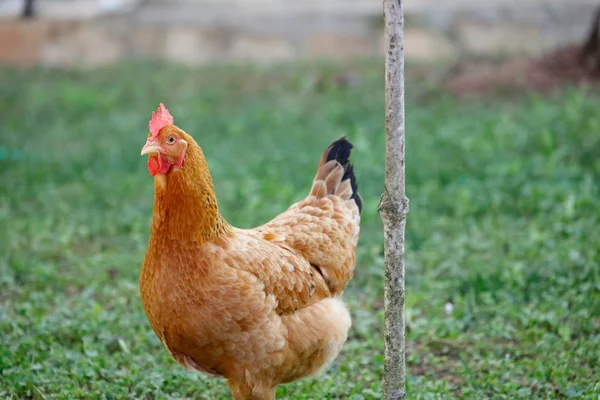 Free range chicken gathering — Stock Photo, Image