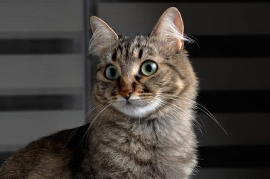 Şirin genç tekir kedi bakıyor