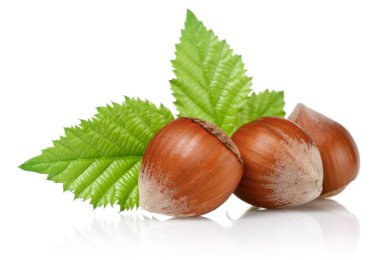 Yeşil yapraklı bir grup fındık izole