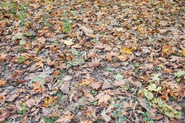 Düşen ağaç yapraklarının arkaplanı
