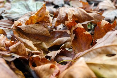 Düşen ağaç yapraklarının arkaplanı