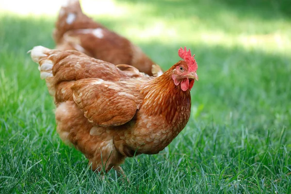 Free range chicken gathering — Stock Photo, Image