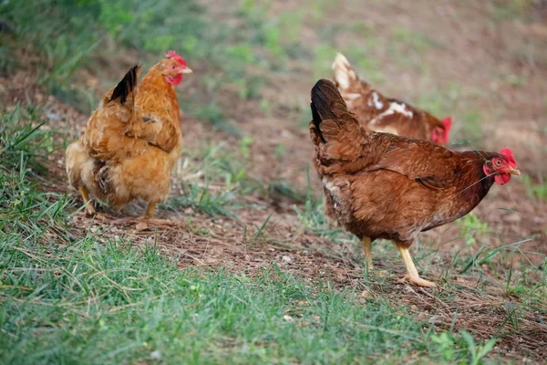 Free range chicken gathering — Stock Photo, Image