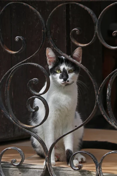 Gato Preto Branco Solitário Atrás Barras Janela Havana Cuba — Fotografia de Stock