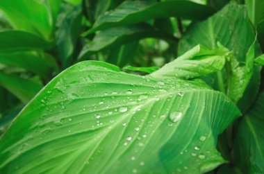 Aşırı büyümüş bir alanda sabah çiy damlaları ile yeşil çim yaprağı. Bitkisel ilaç doğal saflık.