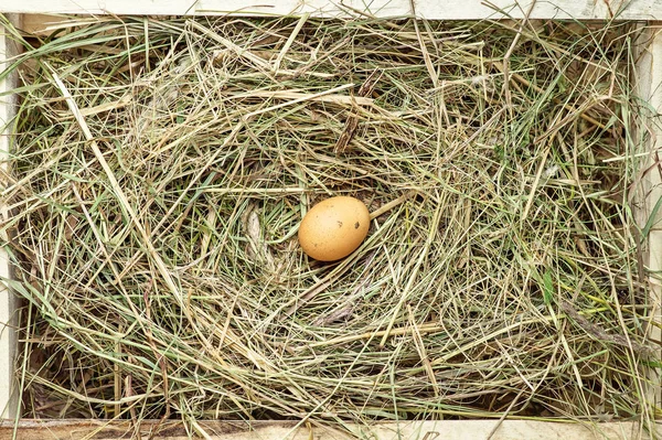 One brown egg in the nest.