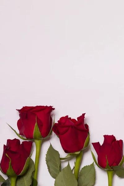 День Святого Валентина Фон Бесшовный Белый Фон Красной Розой Границы — стоковое фото