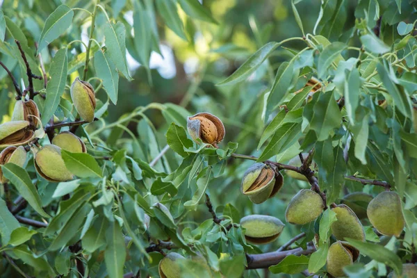 Mandorle Noci Ramo — Foto Stock