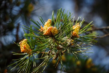 Çamın dalları sürgünler gökyüzü ile
