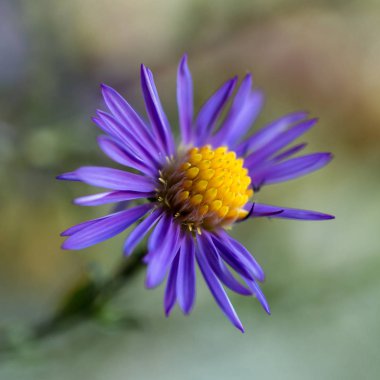 çiçekler, Aster papatya, yakın çekim