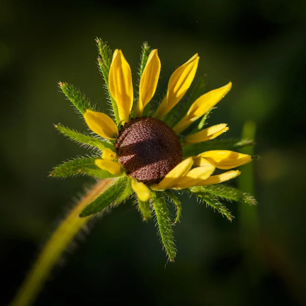 Blommor Rudbeckia Närbild — Stockfoto
