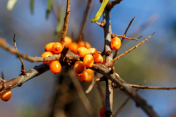 Frutos Mar Buckthorn Contra Céu — Fotografia de Stock