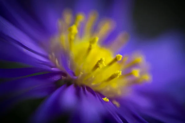 Bloemen Aster Kamille Close Stockfoto