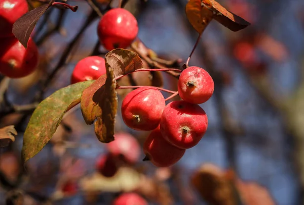 Manzanas Del Paraíso Una Rama — Foto de Stock