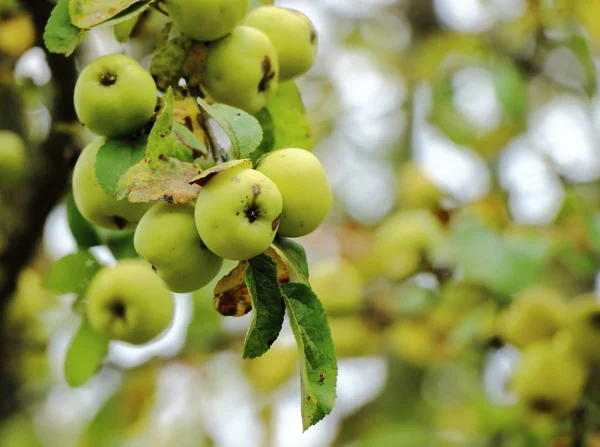 Höst Gröna Äpplen Gren — Stockfoto