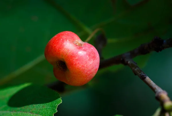 Осень Красное Яблоко Ветке — стоковое фото