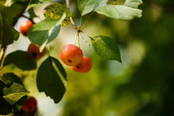 Осень Красные Яблоки Ветке — стоковое фото
