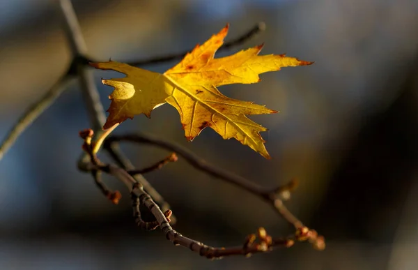 Осенний Желтый Кленовый Лист Ветке — стоковое фото