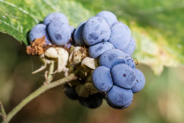 Bacche Foresta More Ramoscello — Foto Stock