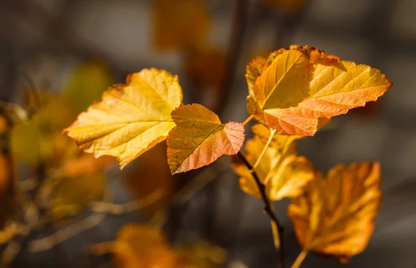 Otoño Hojas Amarillas Marrones Fondo Las Ramas —  Fotos de Stock