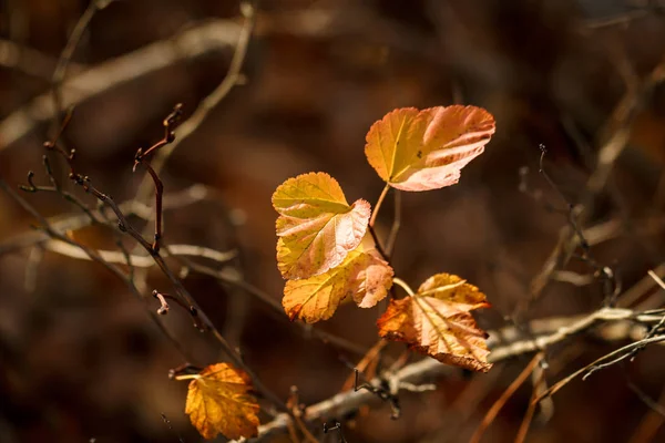 Hösten Bruna Blad Och Grenar — Stockfoto