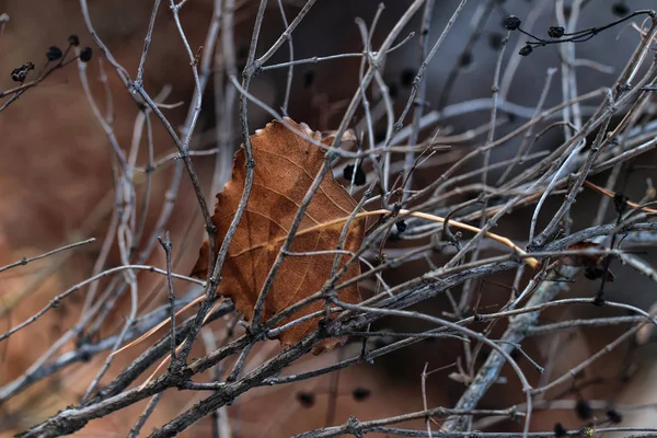 Höst Torr Leaf Bland Grenarna — Stockfoto