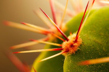 kaktüs, iğneler, renkli bir arka plan yakın çekim