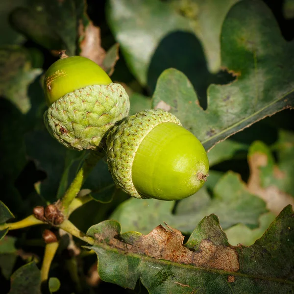 Autunno Ghiande Sullo Sfondo Foglie Quercia Verde — Foto Stock