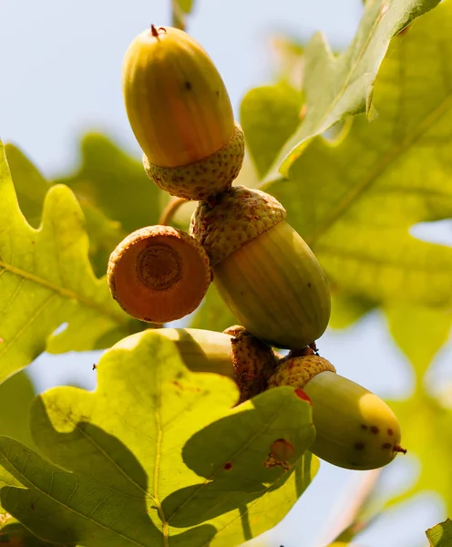 Autunno Ghiande Sullo Sfondo Foglie Quercia Verde — Foto Stock