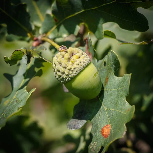 Осень Желуди Фоне Листьев Зеленого Дуба — стоковое фото