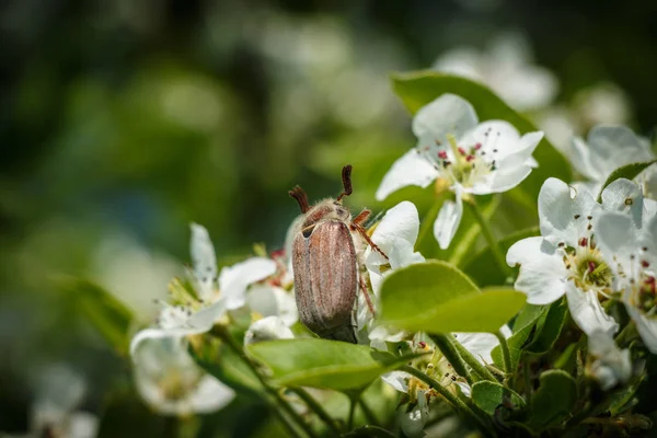 spring, pear flowers, may beetle, green leaves