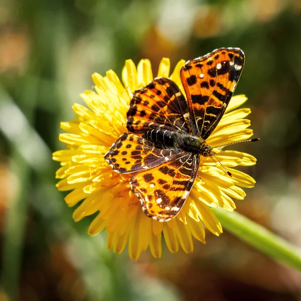 Böcekler Kelebek Değiştirilebilir Harita Kelebek Araschnia Levana Telifsiz Stok Fotoğraflar